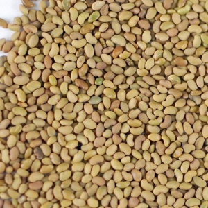 فروش بذر در مشهد