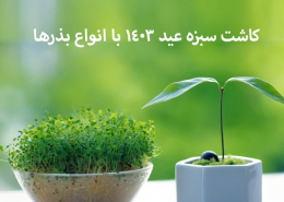 کاشت سبزه عید 1403 با انواع بذرها